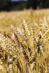 Image showing ripened cereals  