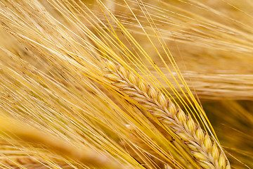 Image showing mature cereals 