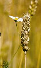 Image showing cereals  