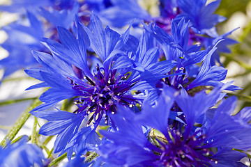 Image showing cornflower  