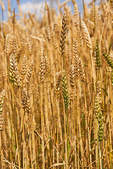 Image showing rye ears  