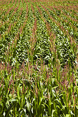 Image showing corn field  