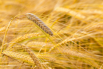 Image showing mature cereals 