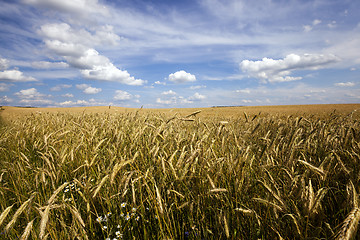 Image showing unripe cereals  