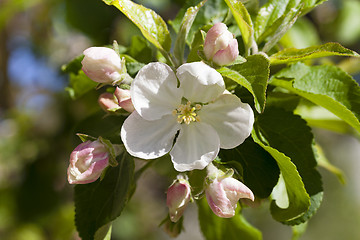 Image showing the blossoming tree  