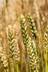 Image showing turning green rye 