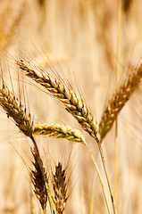 Image showing ripened cereals  