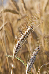 Image showing ripened cereals  