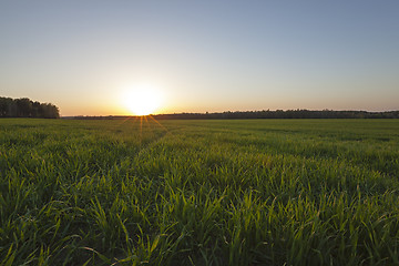 Image showing agriculture  