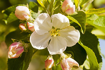 Image showing apple-tree flower  