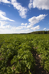 Image showing potato field  