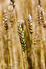 Image showing cereals  