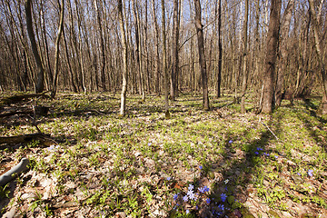 Image showing spring wood  