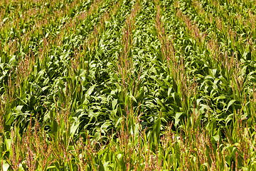 Image showing green corn  