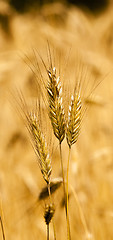 Image showing wheat ears  