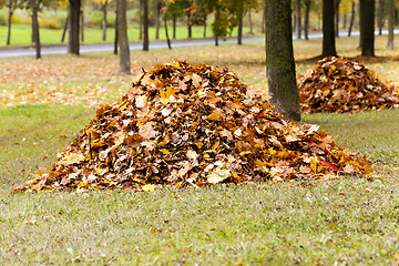 Image showing the fallen-down foliage  