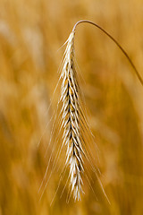 Image showing ripened cereals  