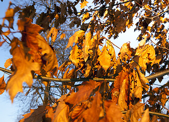 Image showing yellow foliage 