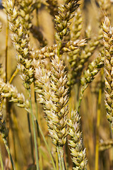 Image showing ripened cereals  