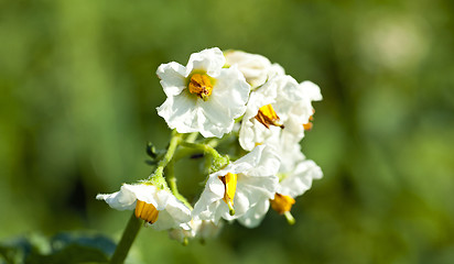 Image showing potatoes flower 