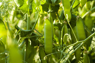 Image showing peas sprouts  