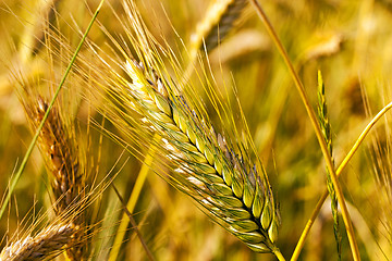 Image showing mature cereals  