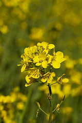 Image showing colza flower  