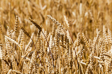 Image showing ripened cereals  