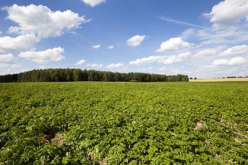 Image showing potato field  