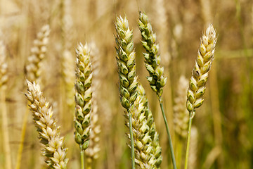 Image showing cereals  