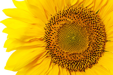 Image showing sunflower  