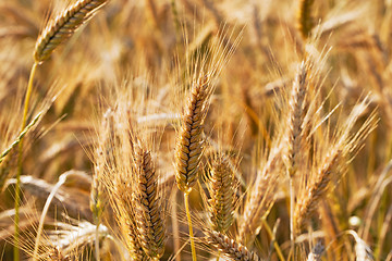 Image showing ripened cereals  