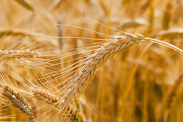 Image showing ripened cereals  