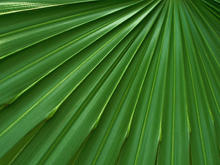 Image showing Leaf