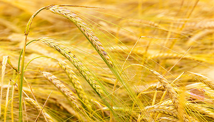 Image showing mature cereals  