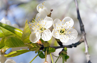 Image showing apple-tree flowers  