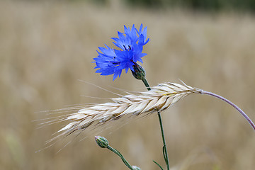 Image showing cornflower 