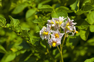 Image showing potato field  