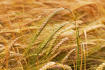 Image showing turning green rye  