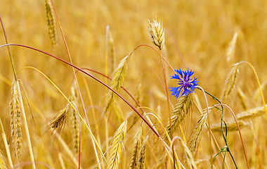 Image showing mature wheat  