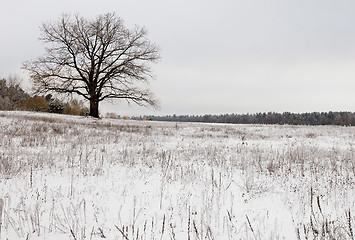 Image showing trees in the winter  