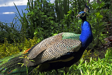 Image showing Peacock male