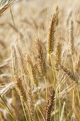 Image showing ripened cereals  