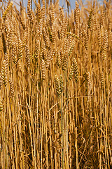 Image showing ripened cereals  