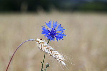 Image showing cornflower 