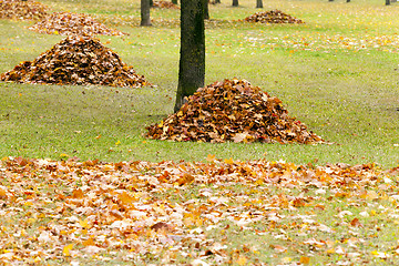 Image showing the fallen-down foliage  