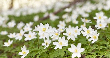 Image showing spring flowers  