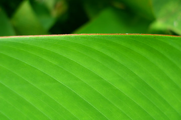 Image showing tropical leaf closeup