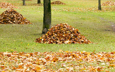 Image showing the fallen-down foliage  