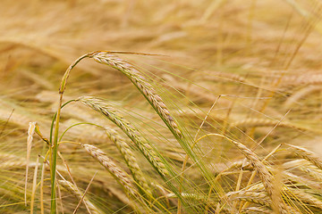 Image showing ripened cereals  